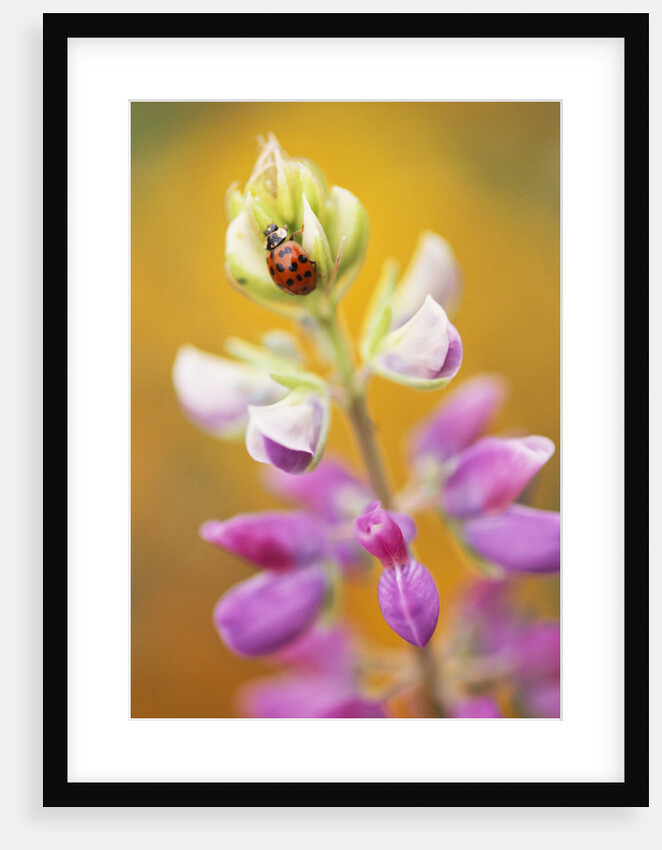 Ladybug Crawling by Anonymous