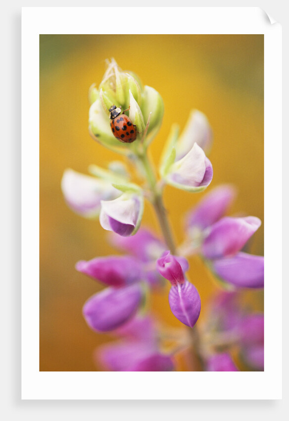 Ladybug Crawling by Anonymous