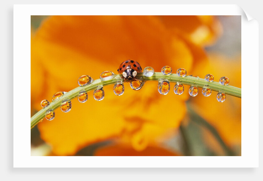 Ladybug Crawling by Anonymous