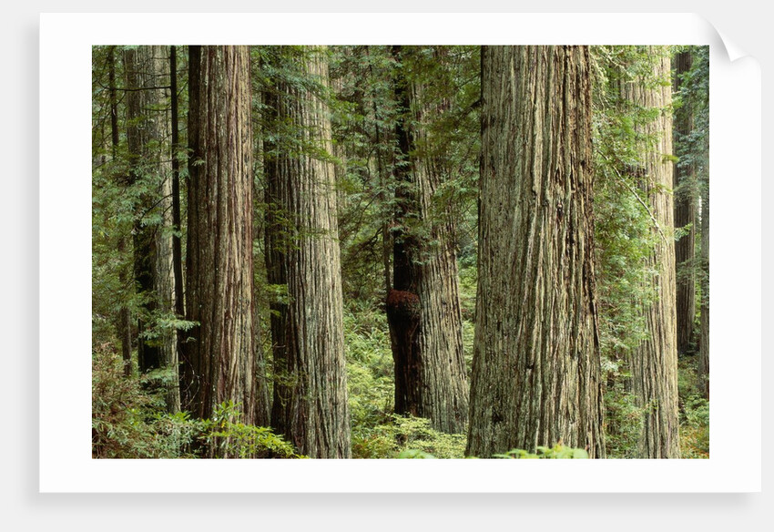 Redwood Forest in Redwood National Park by Anonymous