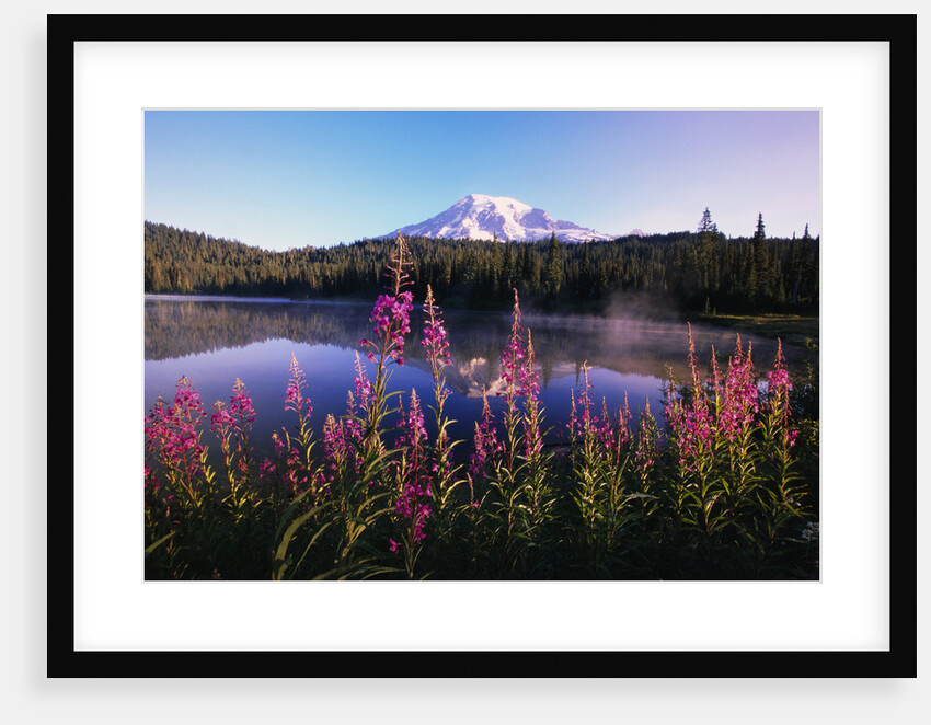 Mount Rainier Reflecting in Lake by Anonymous