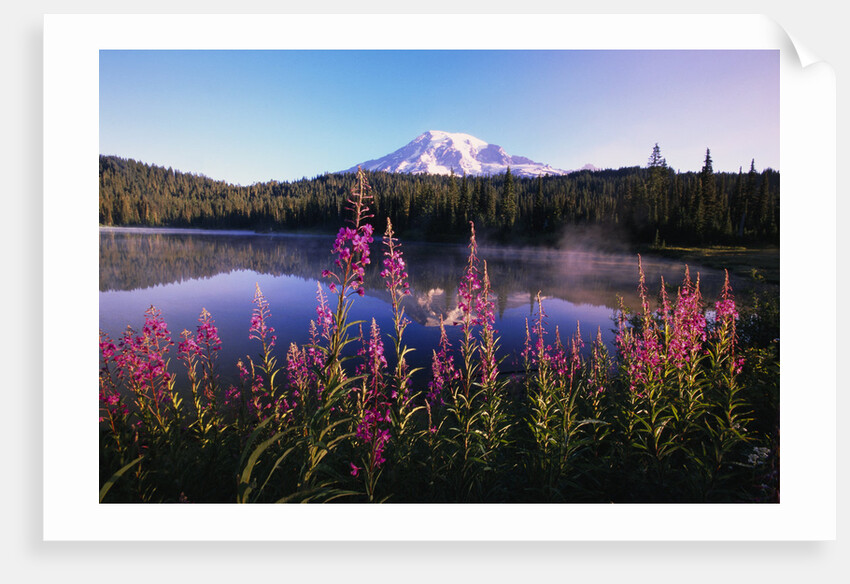 Mount Rainier Reflecting in Lake by Anonymous