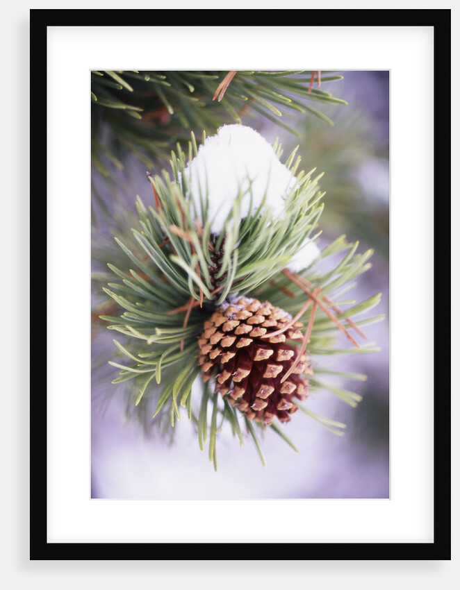 First Snow Clinging to Pine Cone by Anonymous