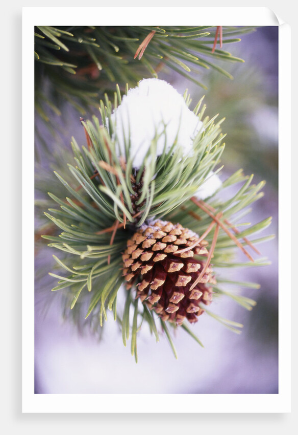 First Snow Clinging to Pine Cone by Anonymous