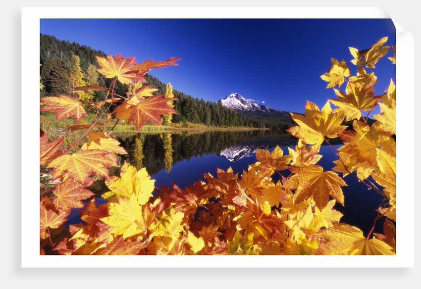 Fall Colors at Trillium Lake by Anonymous