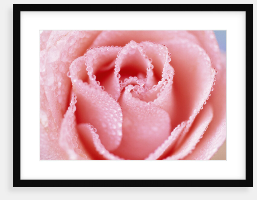 Wet Rose by Anonymous