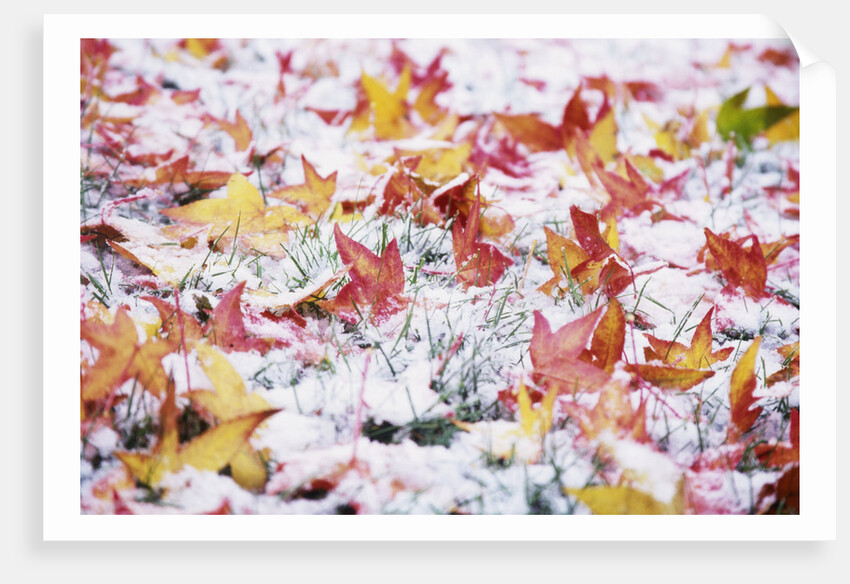 Autumn Snow by Anonymous