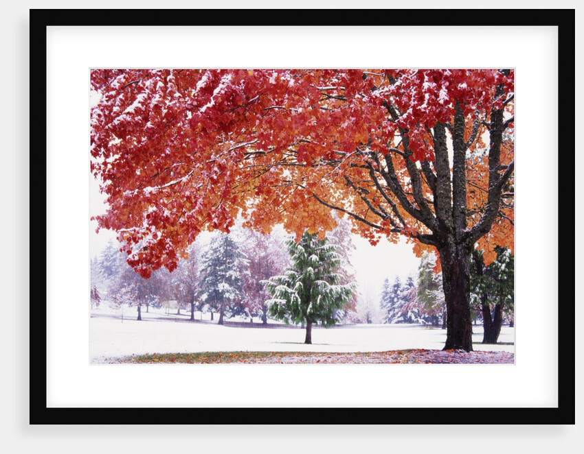 Autumn Snow by Anonymous