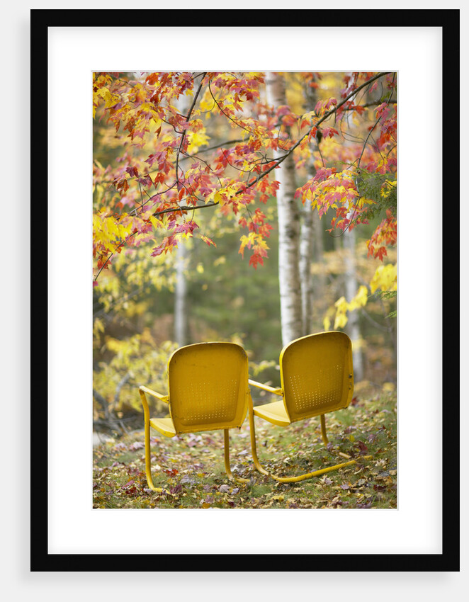 Yellow Chairs and Fall Foliage by Anonymous