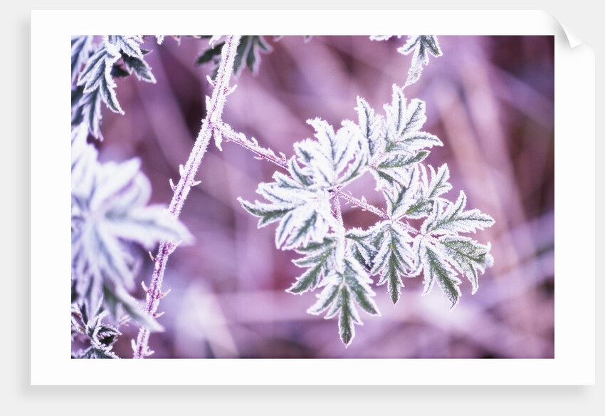 Frost on Bush by Anonymous