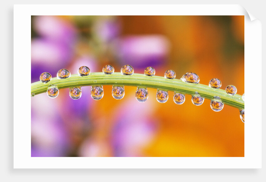 Water Drops on Stem by Anonymous