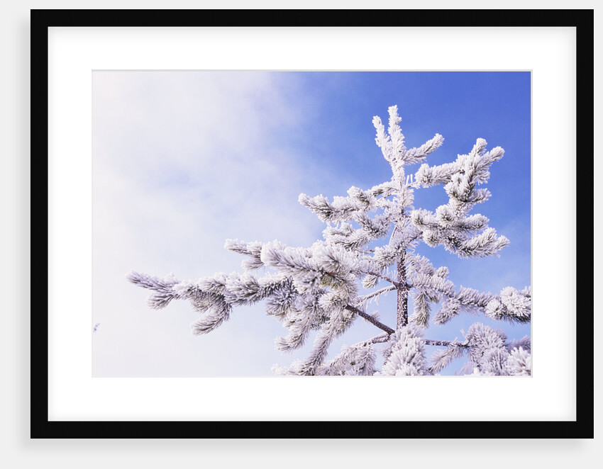 Frost on Tree Branches by Anonymous
