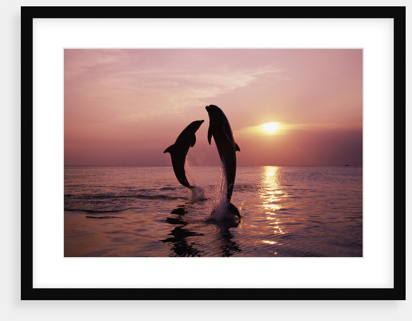 Dolphins Jumping During Sunset by Anonymous