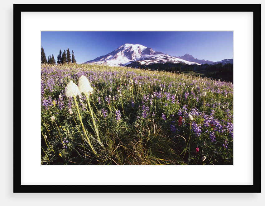 Flowers and Mt. Rainier by Anonymous