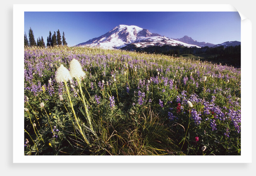 Flowers and Mt. Rainier by Anonymous