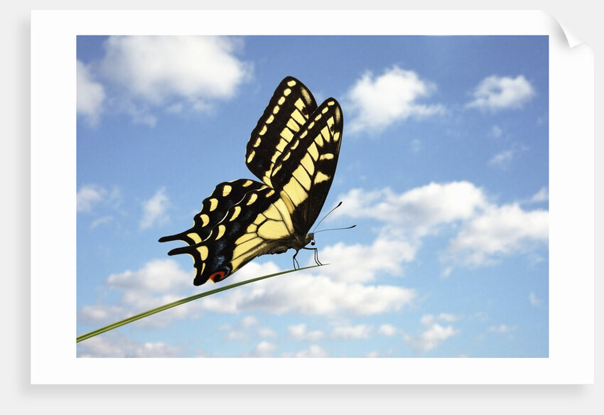 Swallowtail on a Blade of Grass by Anonymous