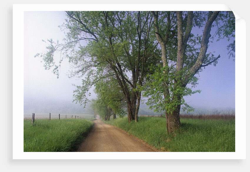 Fog Over Rural Road in Great Smoky Mountains by Corbis