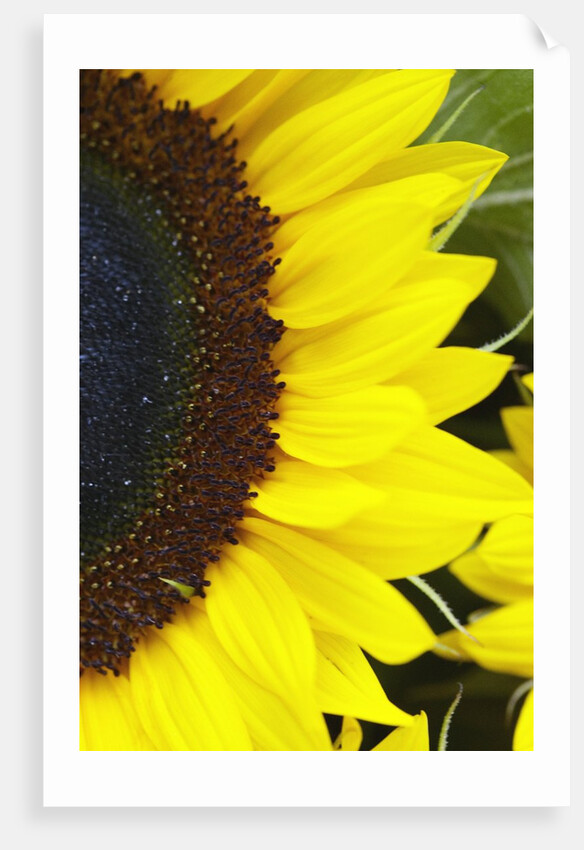 Sunflower by Anonymous