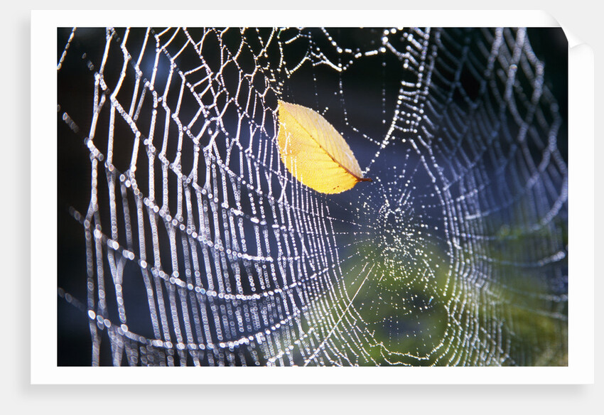 Leaf Caught in Spiderweb by Anonymous