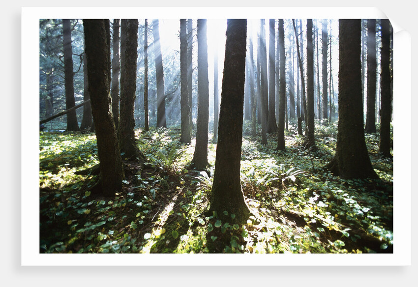 Sunlight Illuminating Forest by Anonymous