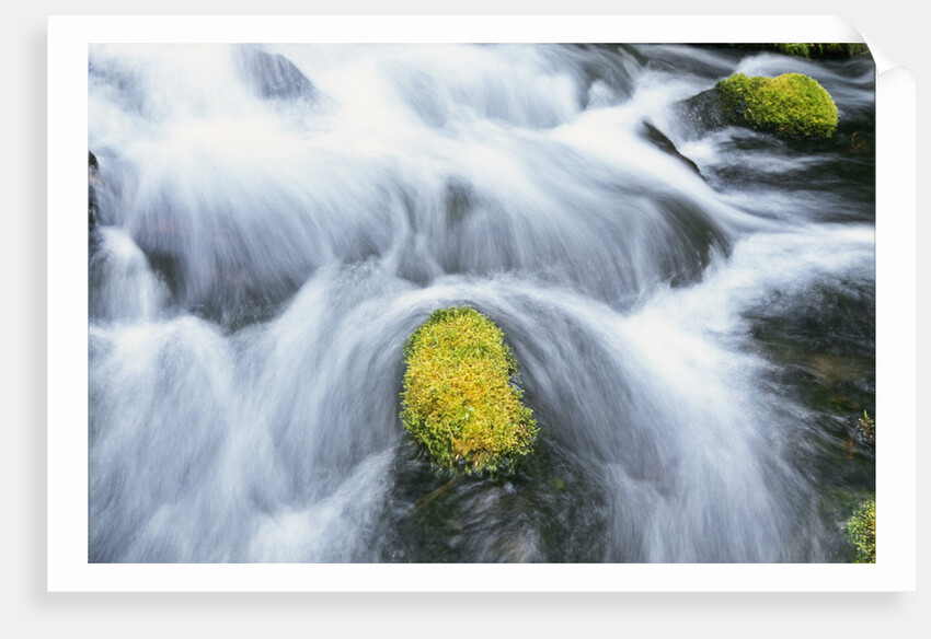 Mossy Rock in Stream by Anonymous