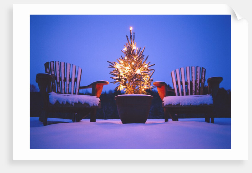 Small Christmas Tree Outdoors by Anonymous