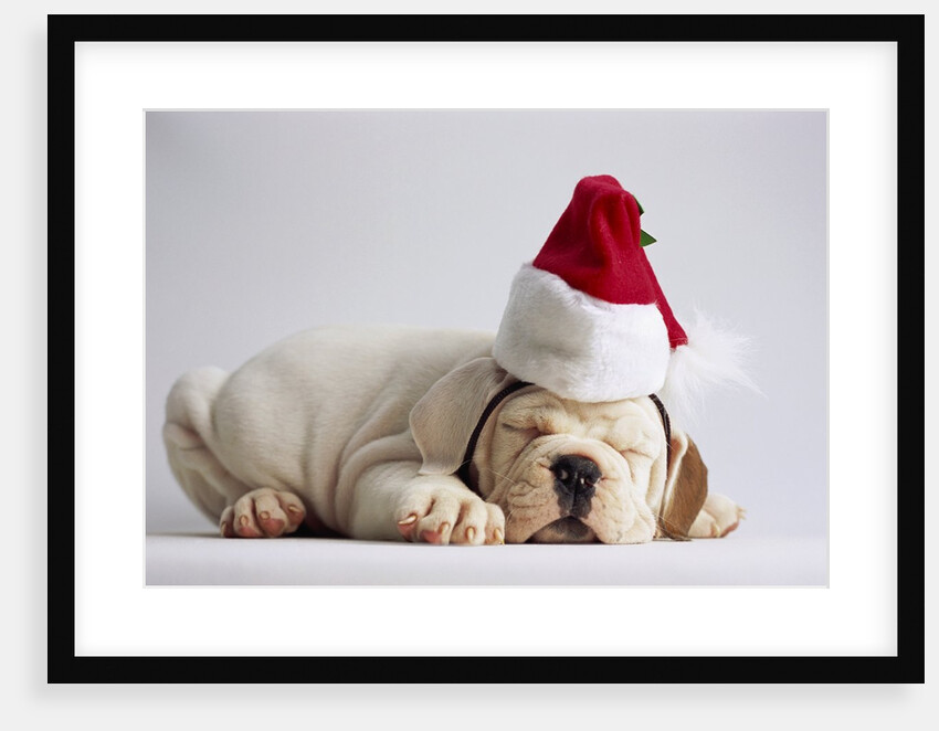 Bulldog Puppy Wearing Santa Hat by Anonymous