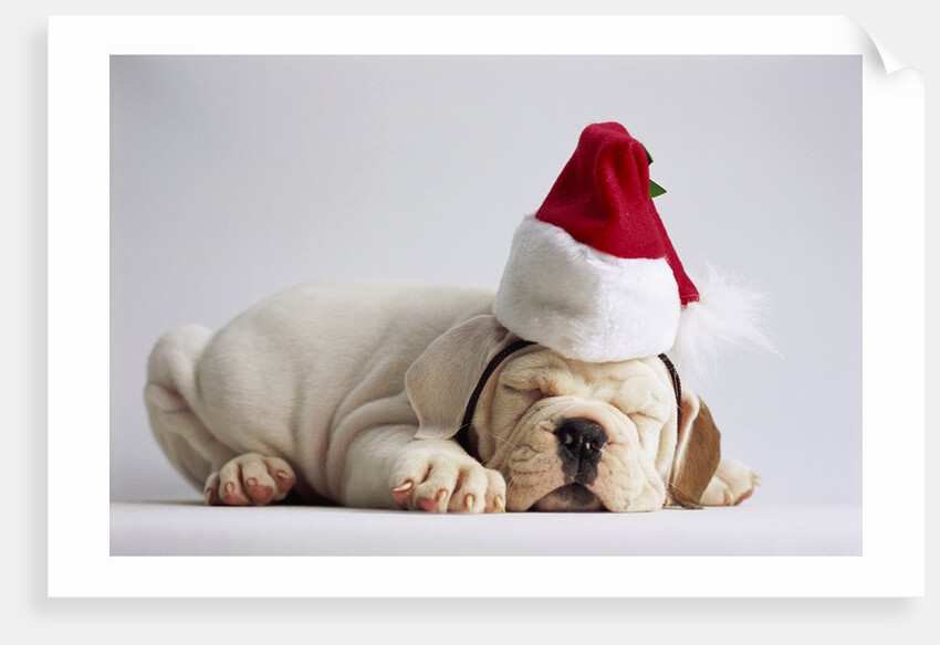 Bulldog Puppy Wearing Santa Hat by Anonymous