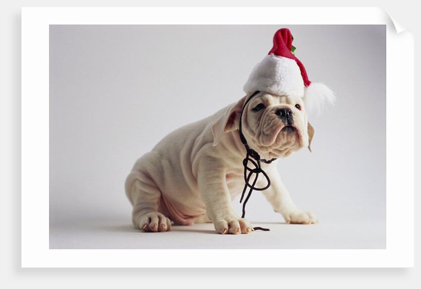 Bulldog Puppy Wearing Santa Hat by Anonymous