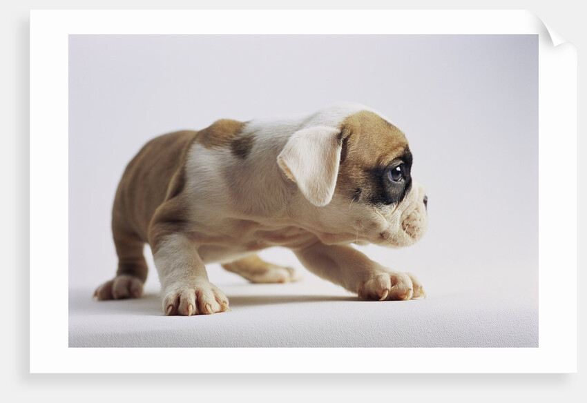 Bulldog Puppy by Anonymous