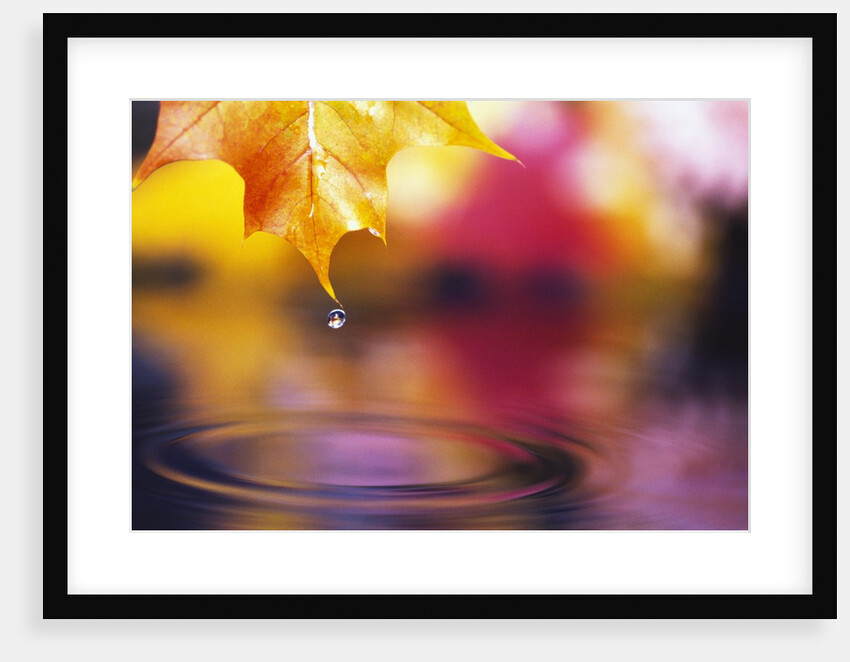 Water Dropping from Maple Leaf by Anonymous