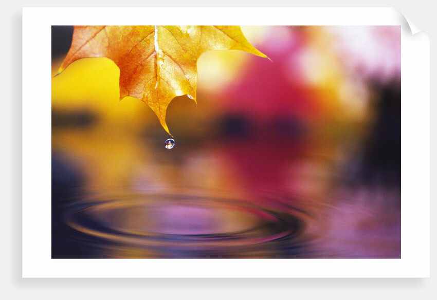 Water Dropping from Maple Leaf by Anonymous