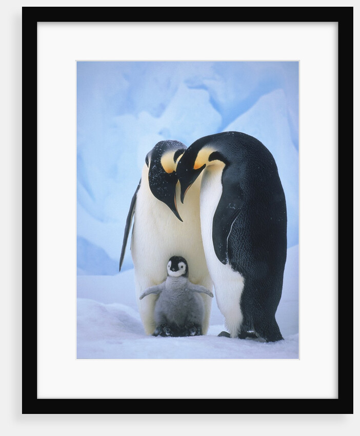 Emperor Penguins with Chick by Anonymous