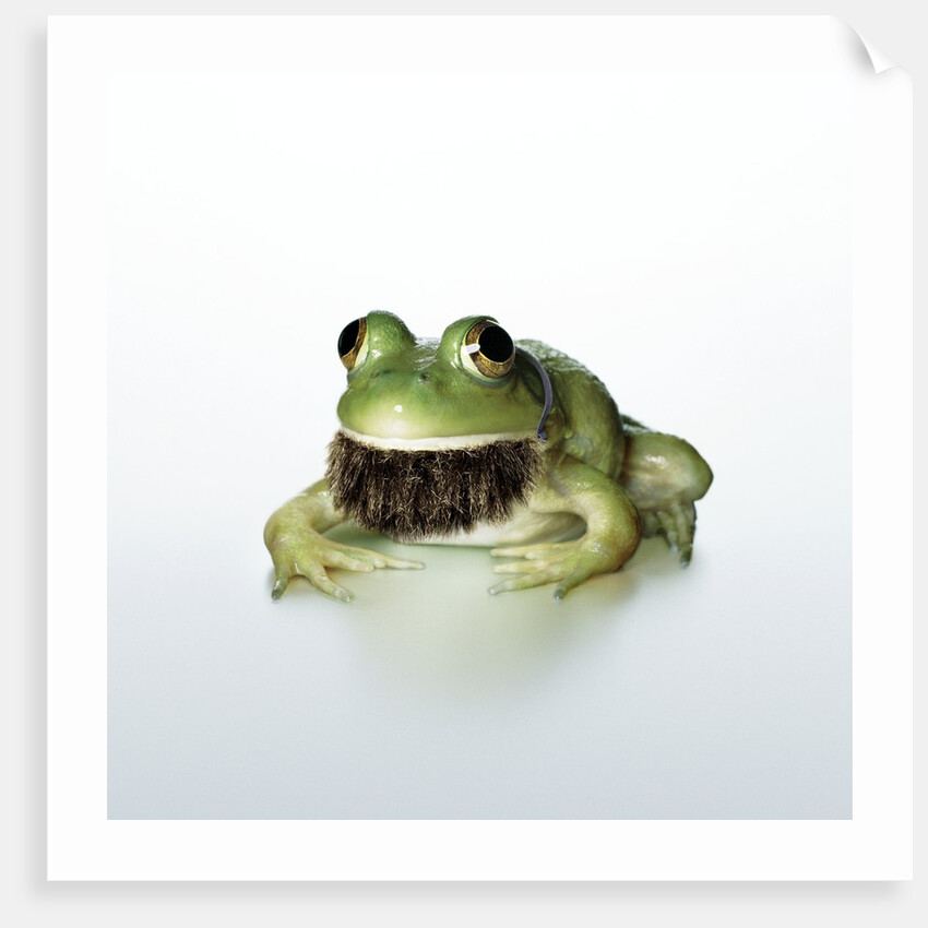 Frog Wearing Beard by Anonymous