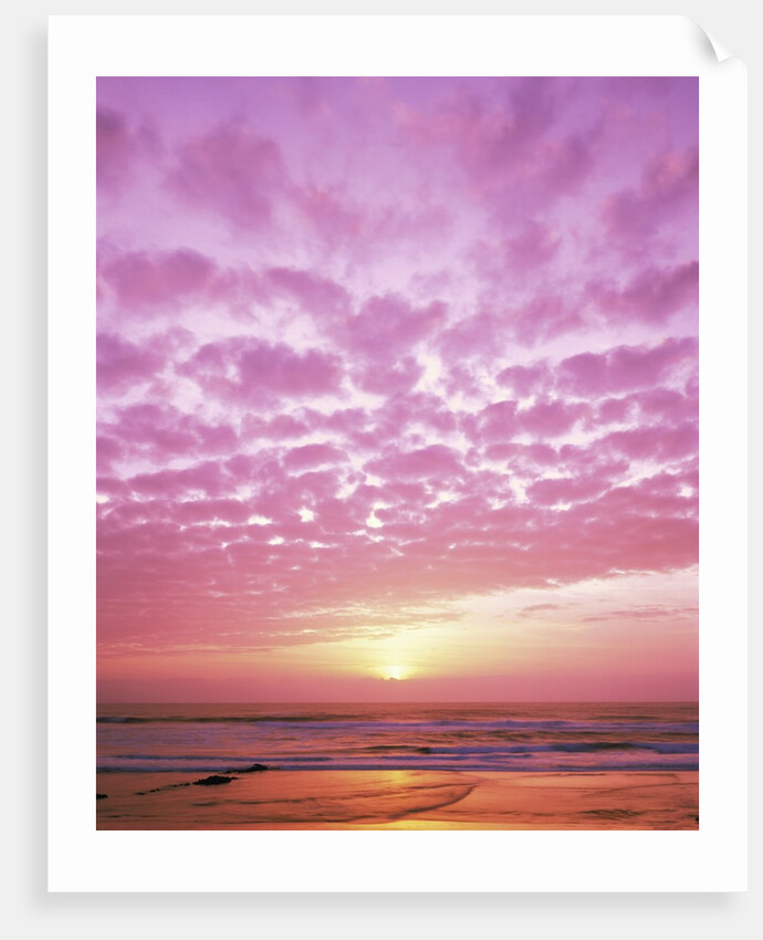 Pink Sunset Over Heceta Beach by Anonymous