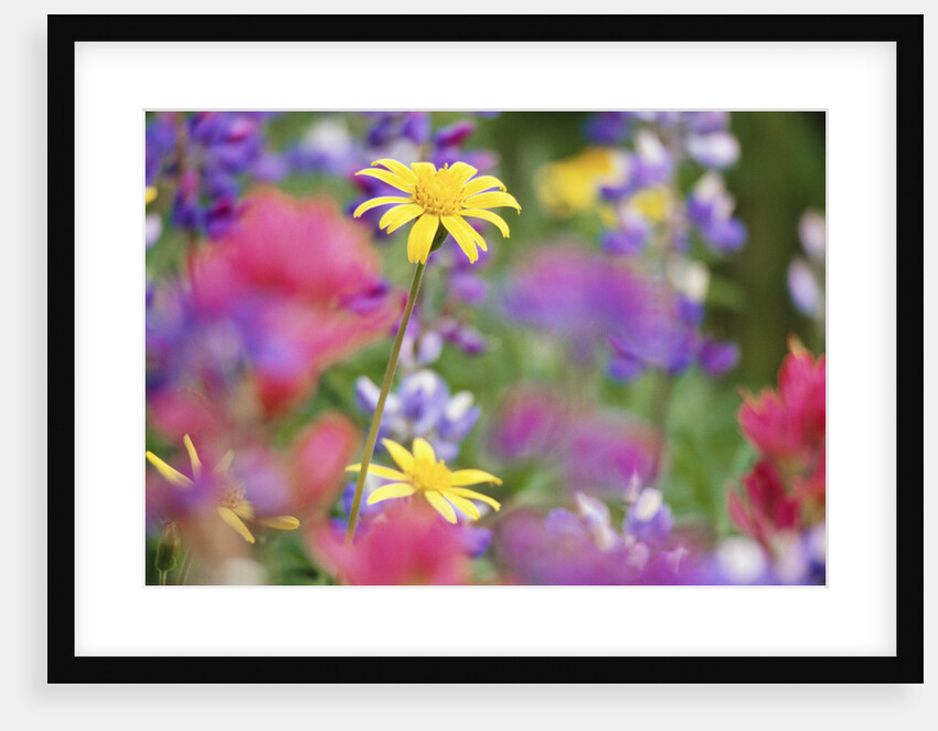 Yellow Daisies Among Flowers by Anonymous