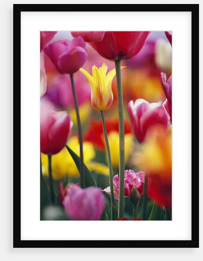 Colorful Tulip Flowers by Anonymous