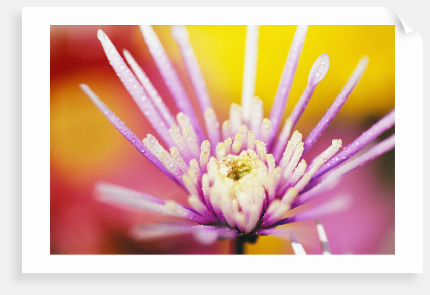 Dew Drops Covering Flower by Anonymous