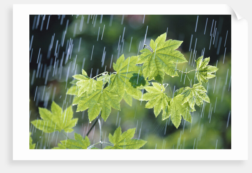 Rain Falling on Vine Maple Leaves by Anonymous