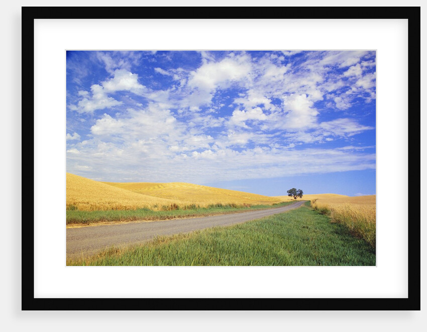 Dirt Road Running Through Farm Fields by Anonymous