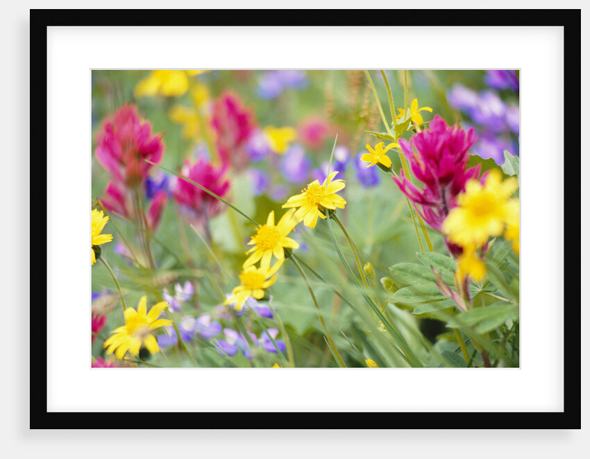 Flowers Growing in Field by Anonymous