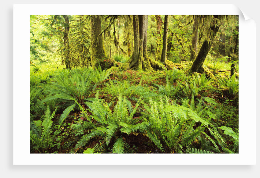 Rain Forest with Old Trees by Anonymous