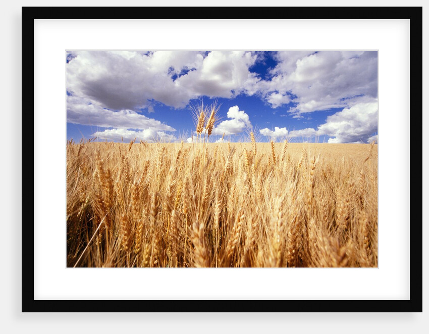 Wheat Field Growing Beneath Puffy Clouds by Anonymous