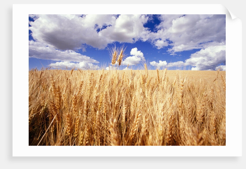 Wheat Field Growing Beneath Puffy Clouds by Anonymous