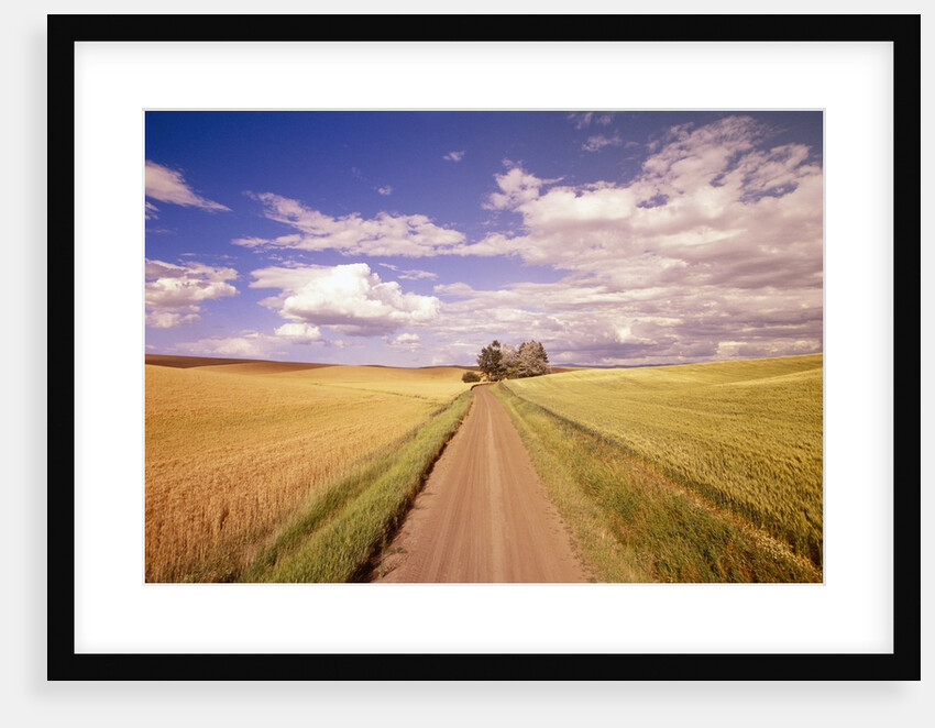 Dirt Road Stretching Through Fields by Anonymous