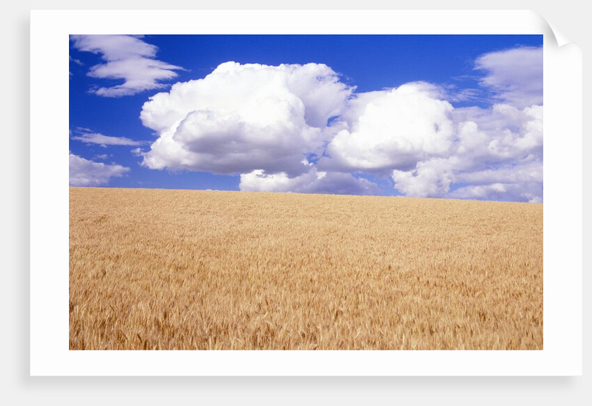 Cumulus Clouds Floating over Wheat Fields by Anonymous
