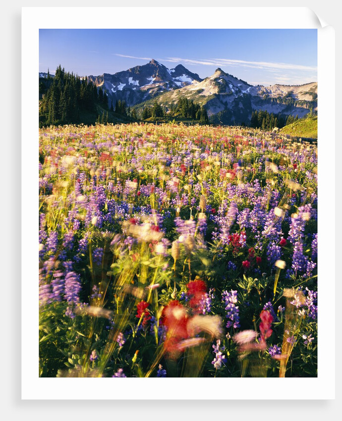 Wildflower Meadow and Tatoosh Range by Anonymous