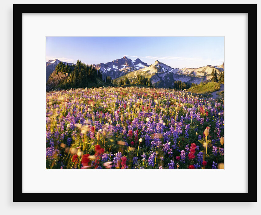 Wildflower Meadow and Tatoosh Range by Anonymous