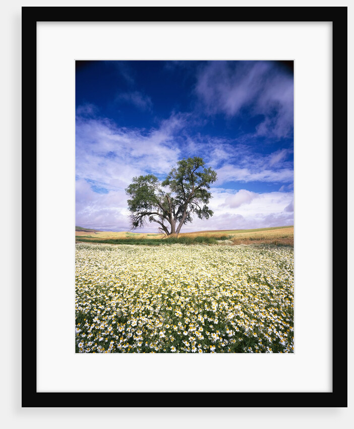 Oak Tree in Field of Daisies by Anonymous