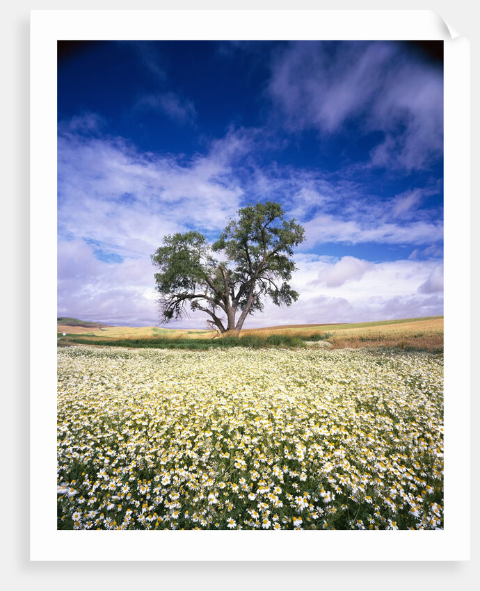 Oak Tree in Field of Daisies by Anonymous